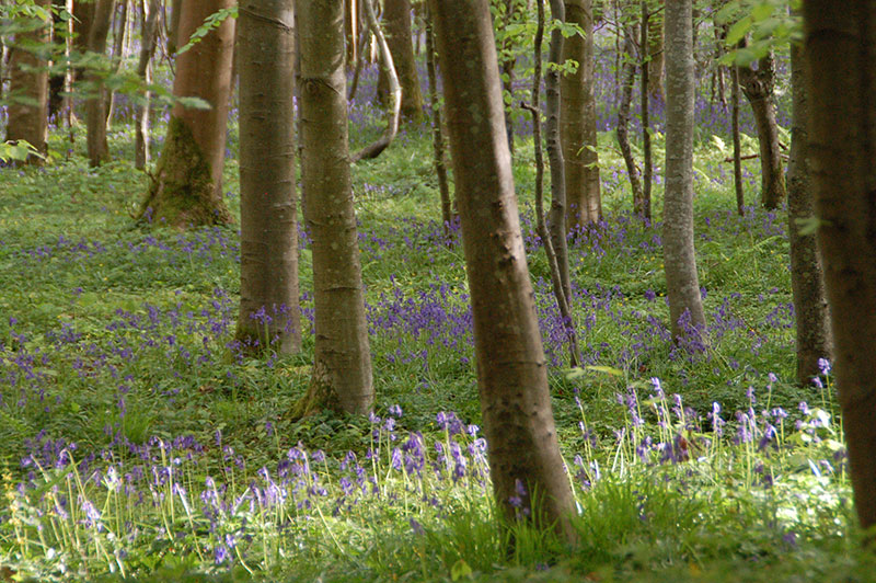 une des plus grandes forêts de Seine-Maritime