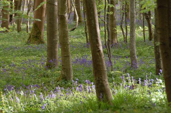 L'une des plus grandes forêts de Seine-Maritime
